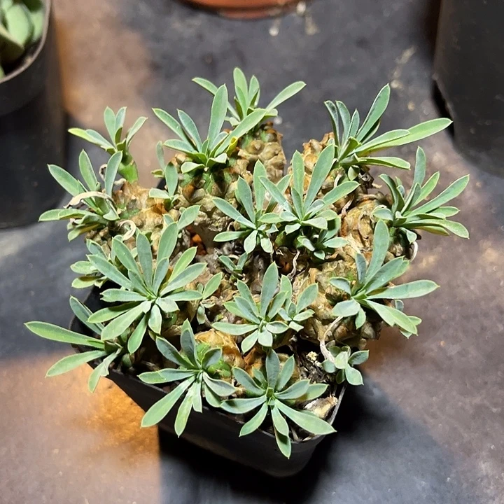 峨眉山大群一物一拍
