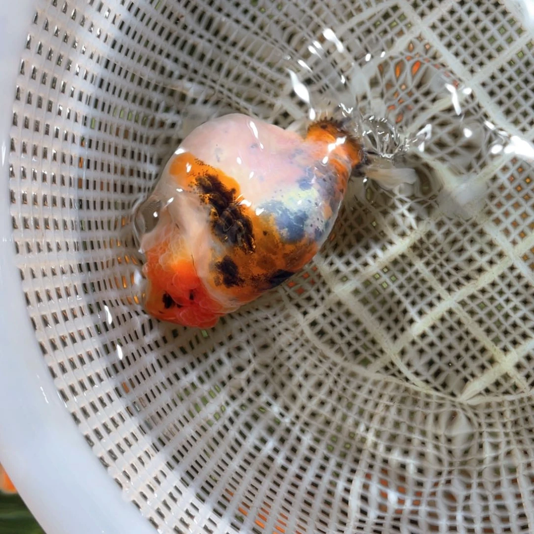 山****海水兰寿金鱼活体链接