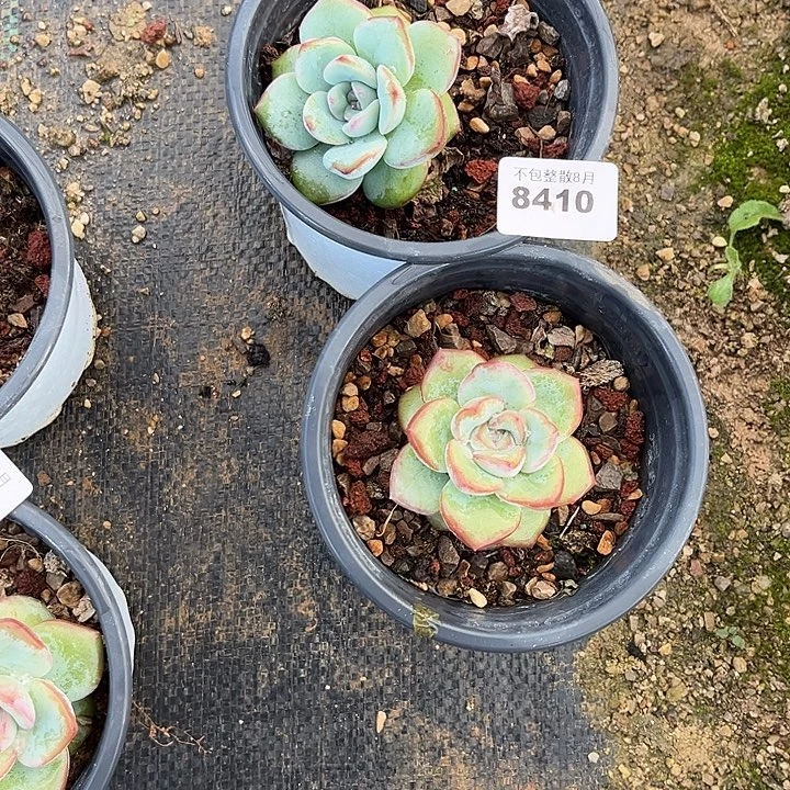 阿雅园艺。        8410泡芙两颗