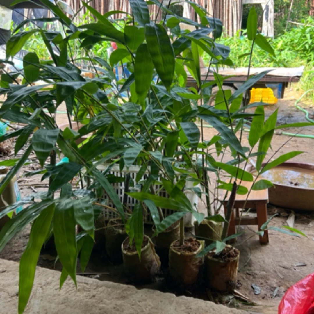 广西大叶麻竹杯苗,叶子包粽香甜可口,笋甜脆爽口