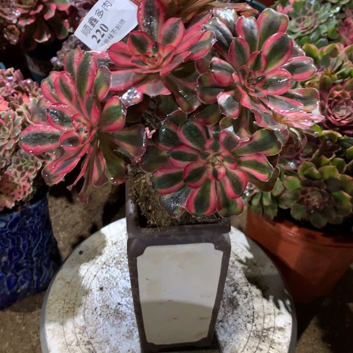 220初恋多肉植物特价