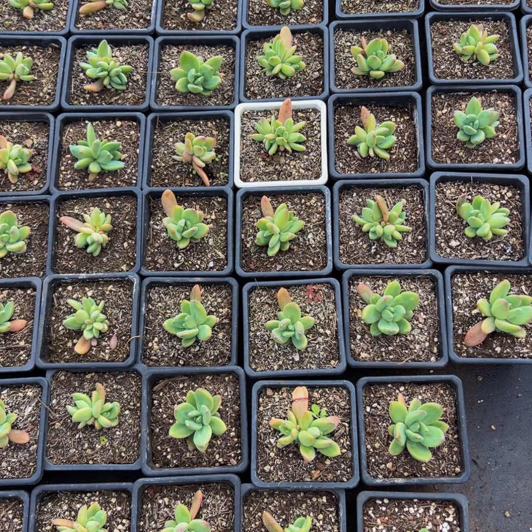 10颗大小不等大小不等