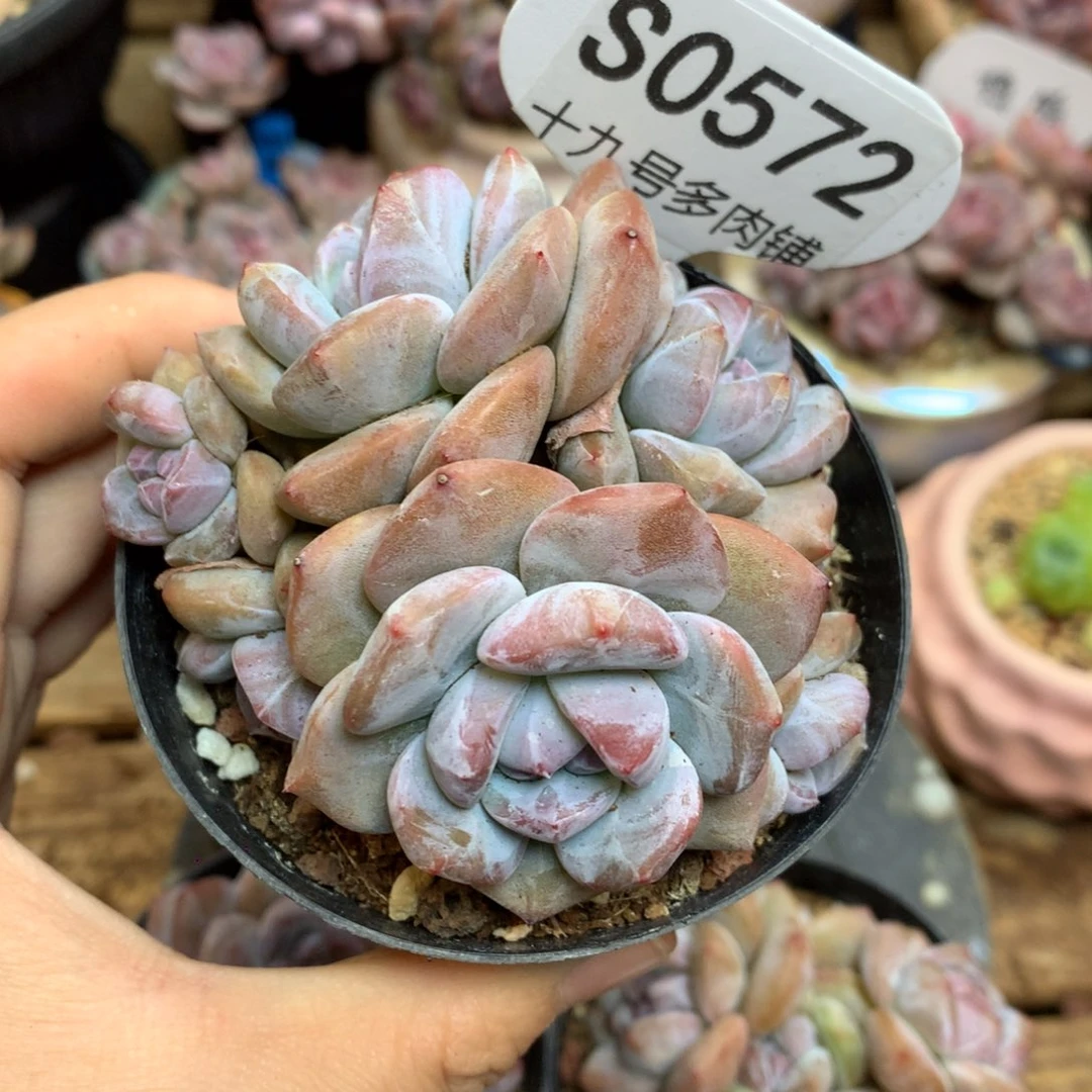 S0572 突尼斯 背景同款 6头