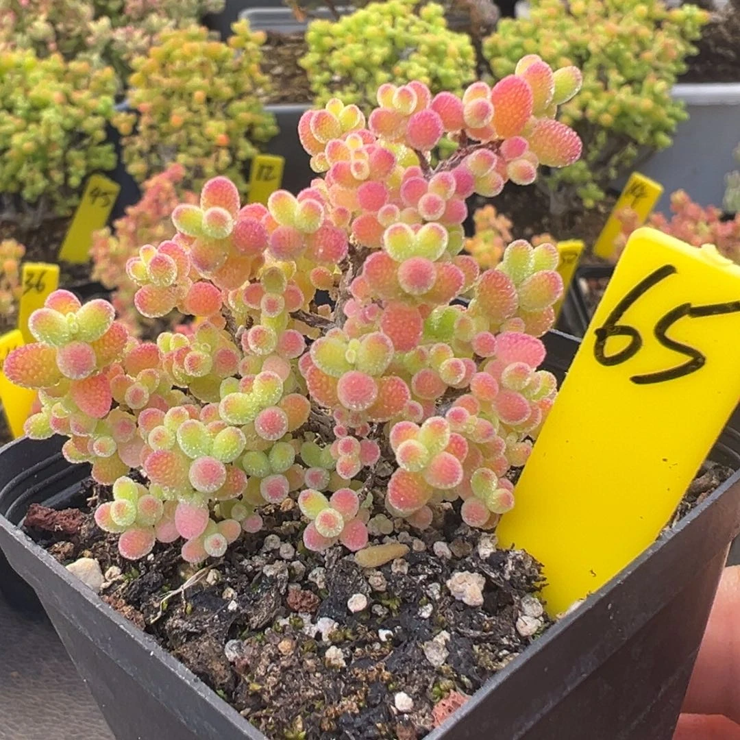 蜜橘糖球65号5.5cm盆