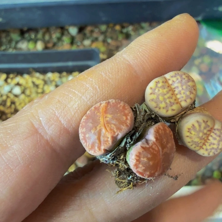 醉*恋多肉葡萄的季节339