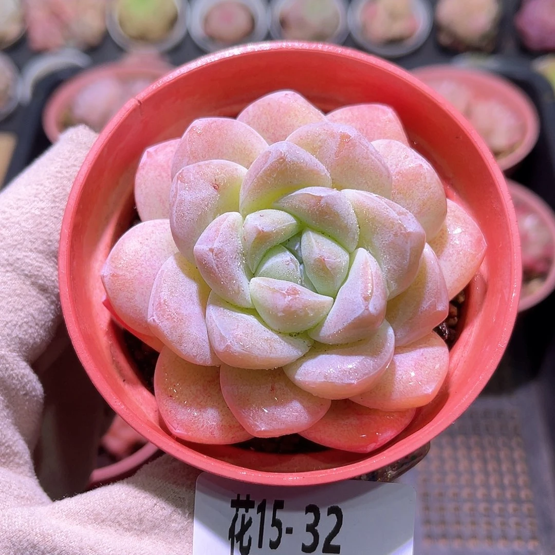 花利美15-32冰玉单头