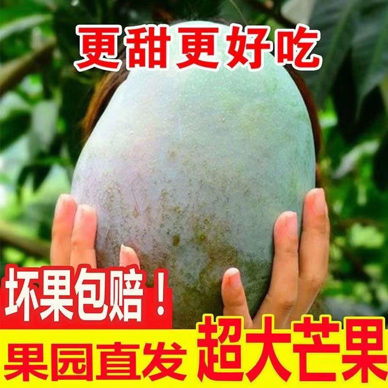 攀枝花凯特芒果当季新鲜水果酸甜多汁核小肉多攀枝花昆明多仓发货