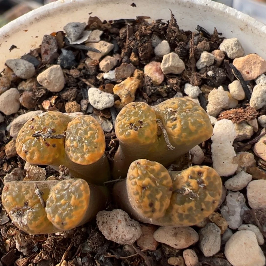 95多肉植物百科植物