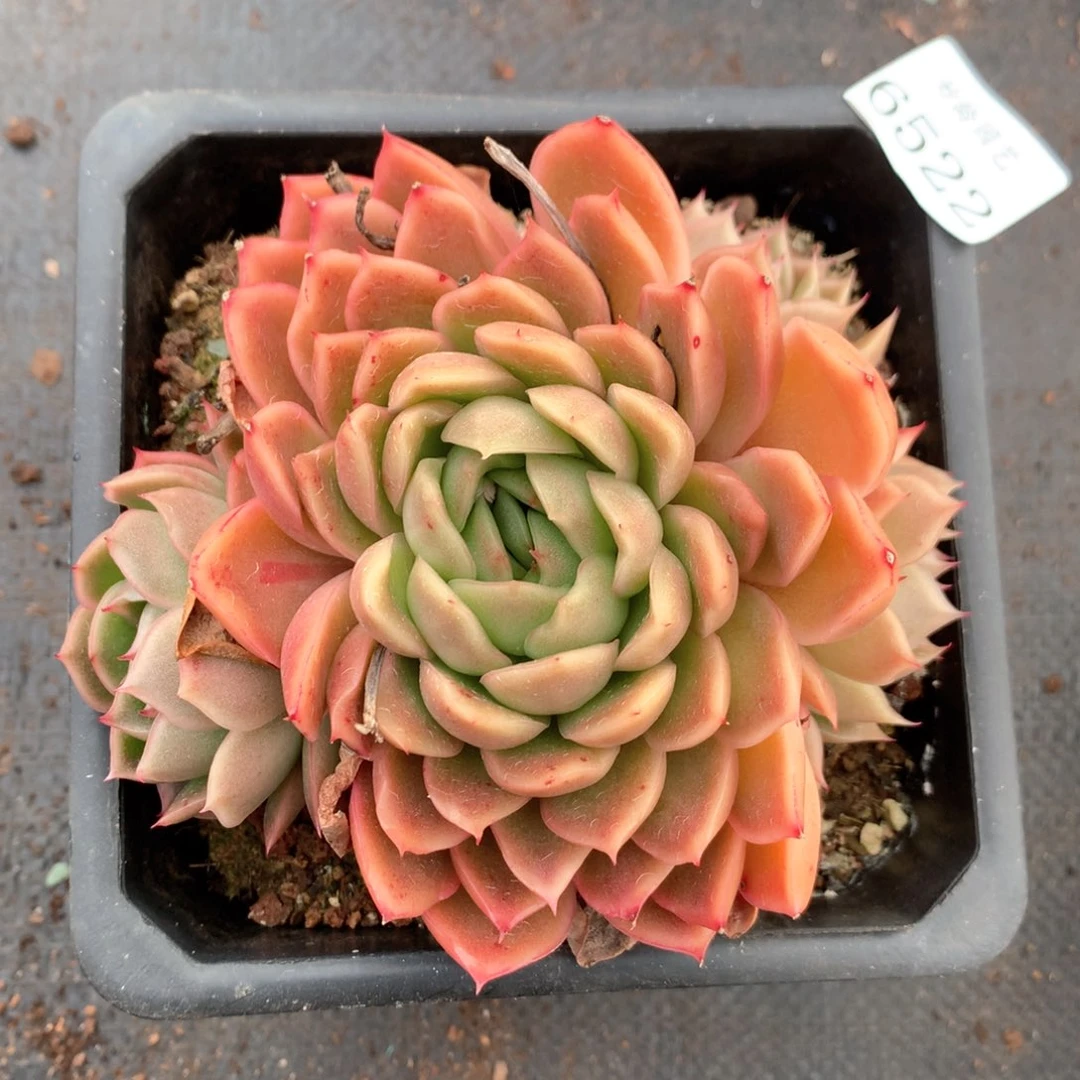 6522不包掉头整散不售后