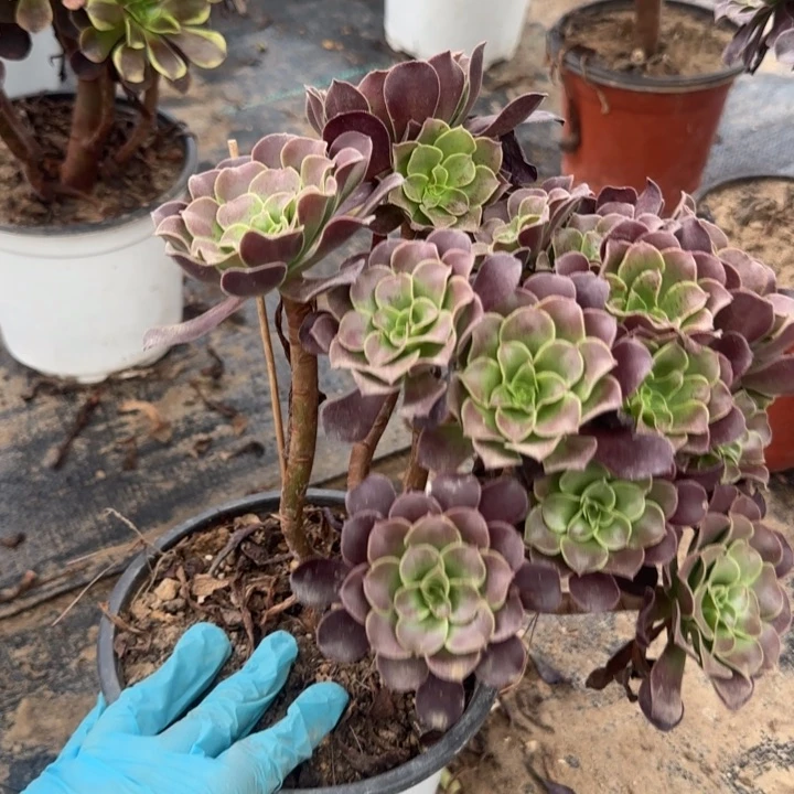 欧紫妖桩两单包邮。