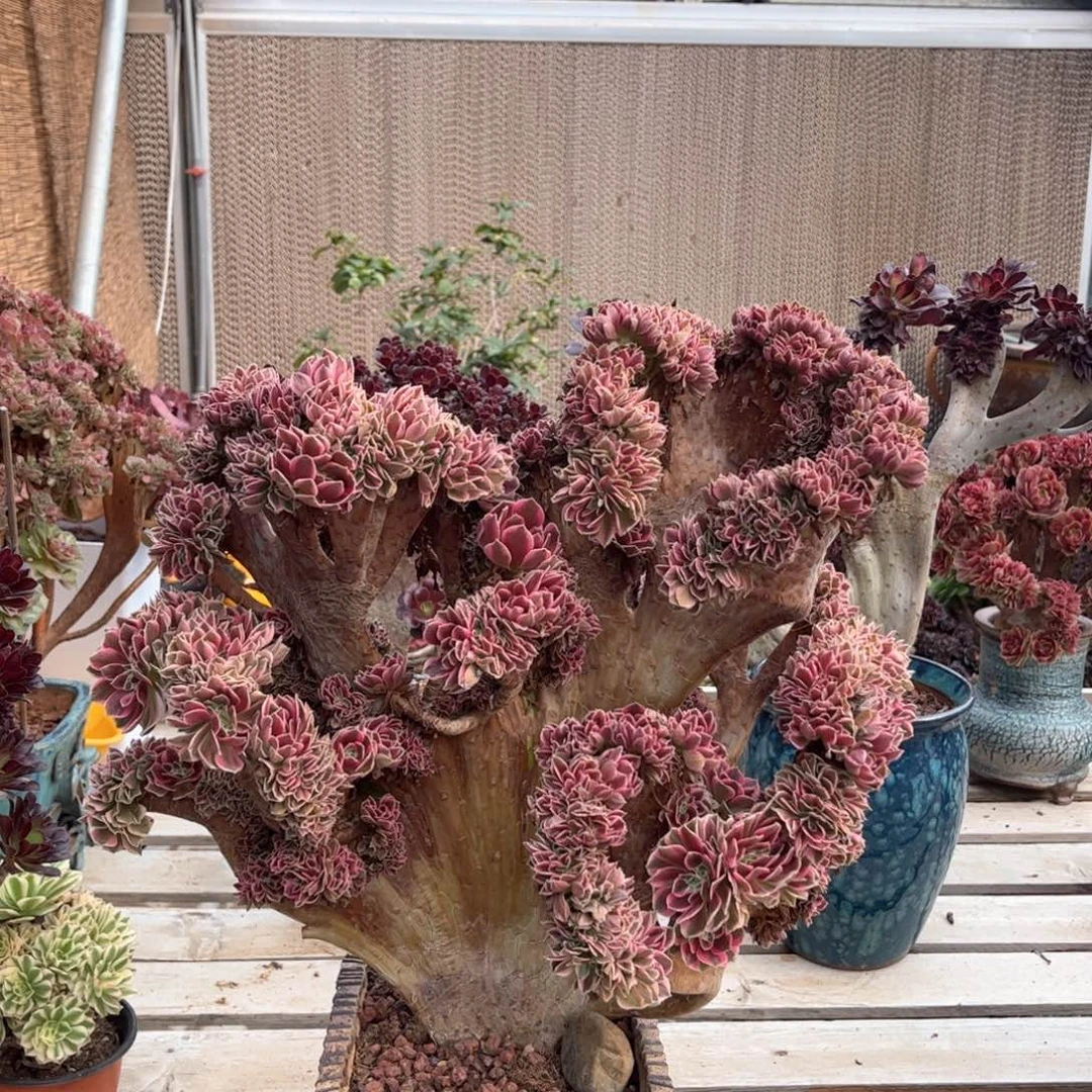 粉女郎朵朵整版精品