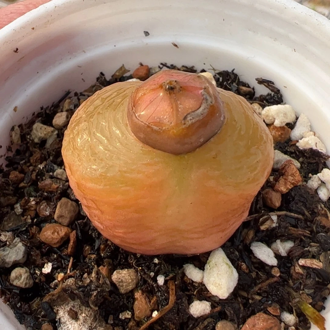 552多肉植物百科