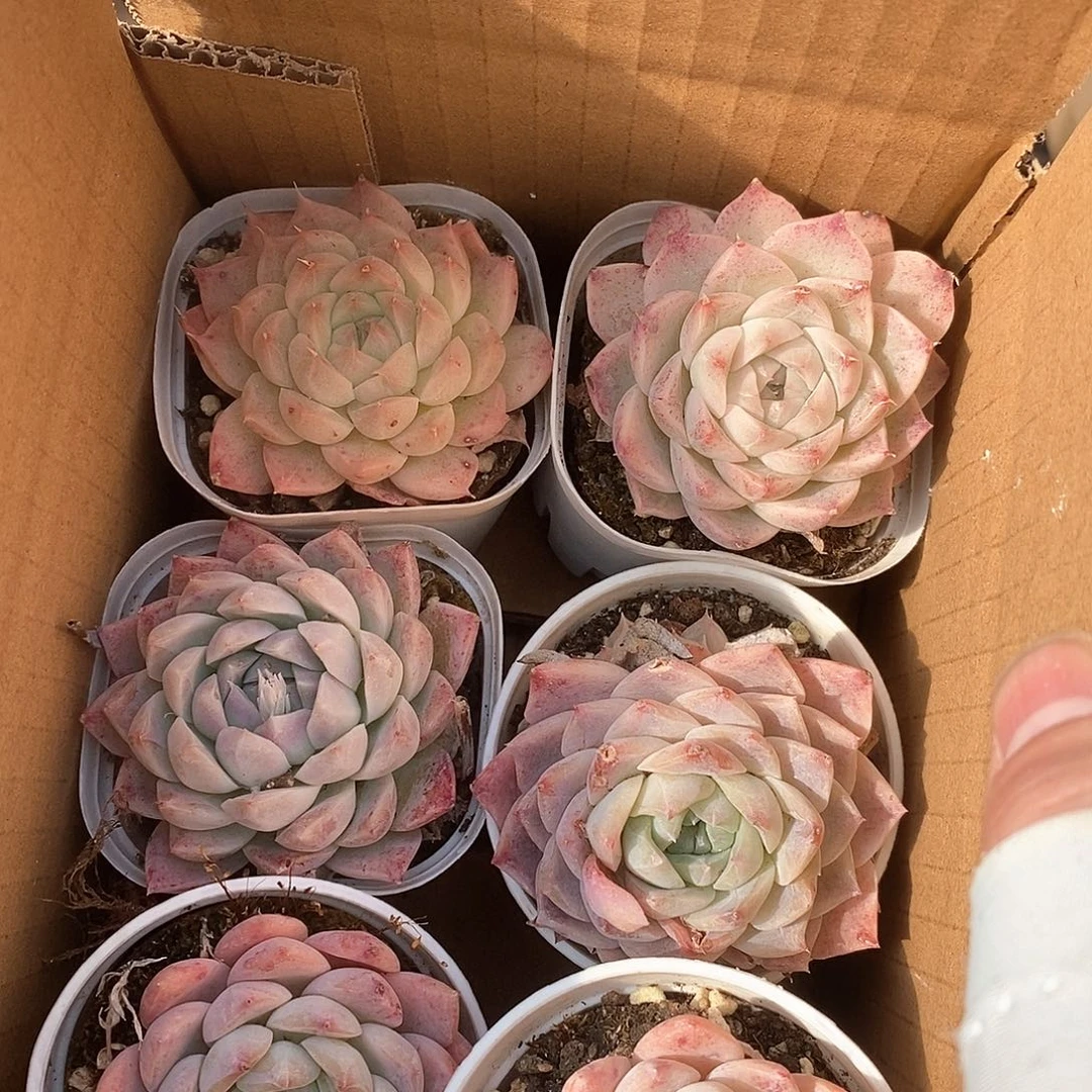 粉色胖嘟嘟 5153