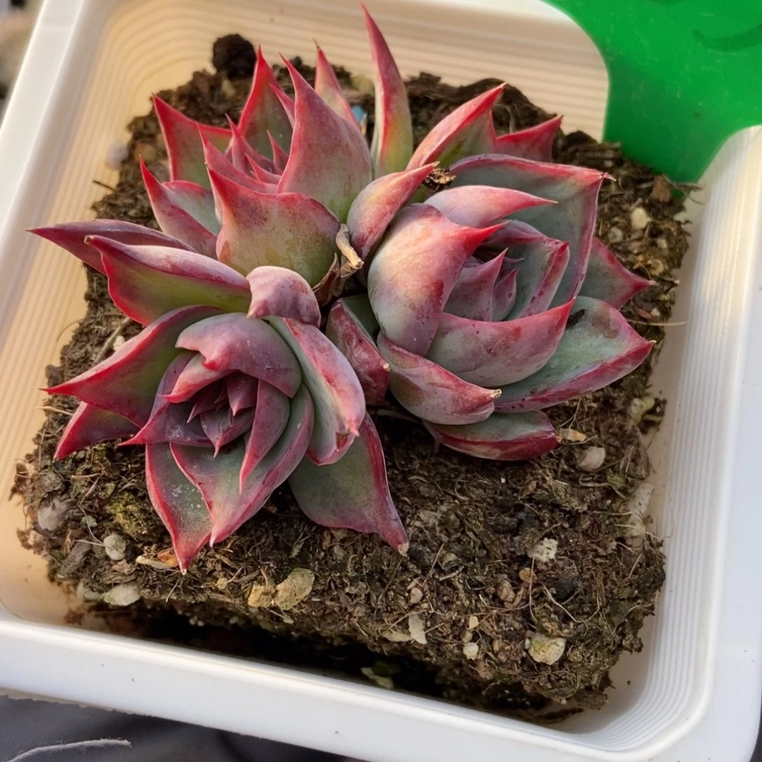 1638惊鸿多肉植物保护