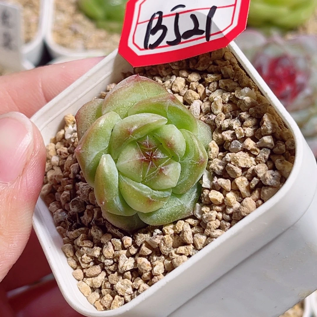 B521 一物一拍 无名