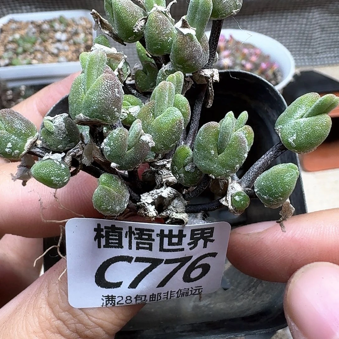 多肉植物的润泽fgb