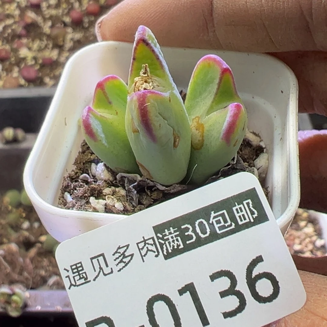 多肉植物11111111111111