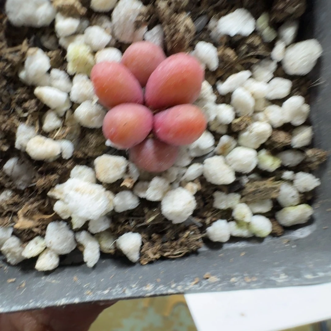 王***糖3041。紫葡萄一颗。带盆土