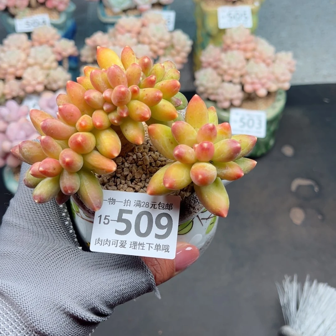 千代田缀化多肉单头多肉