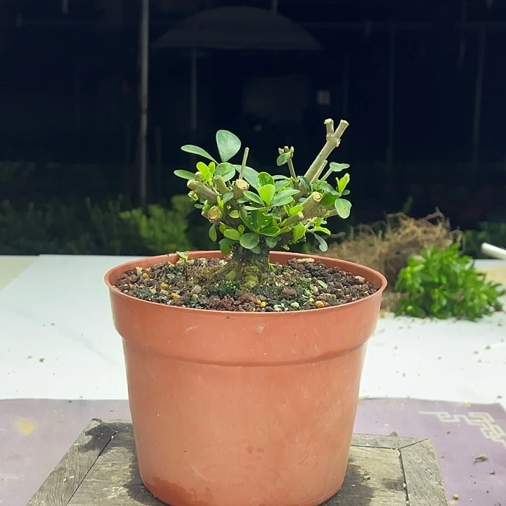 当前无花朵，栽培后可花朵皓月栀子花
