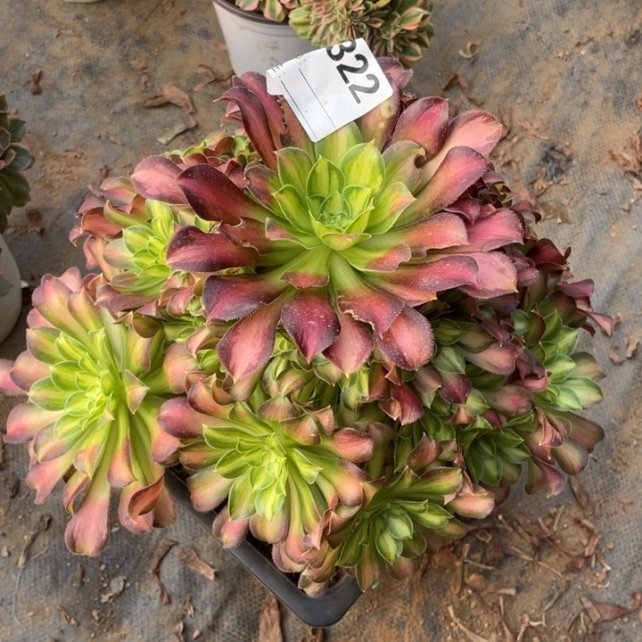 多肉韶华法师322