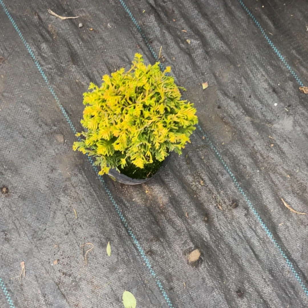 完全开放福利金色羽毛