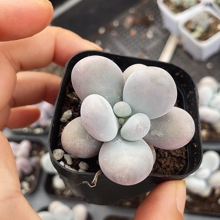 蛋黄奶量拍随机发满18