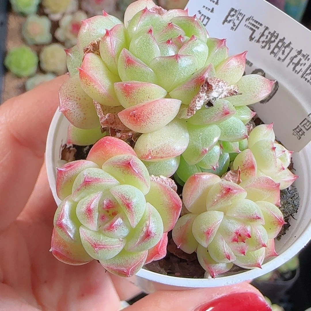 1106–590麦秆不包整
