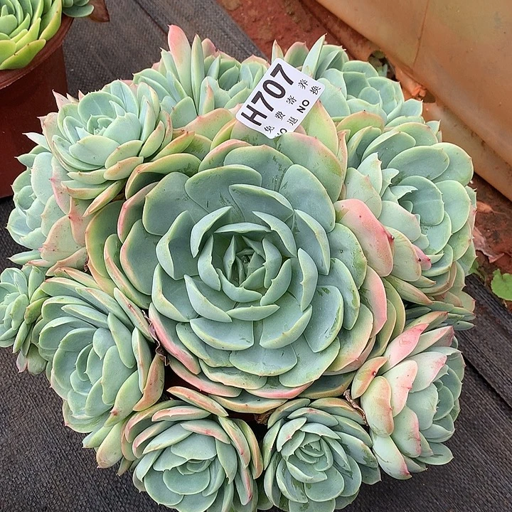 杂交大捧花 非偏远38包邮，节后发