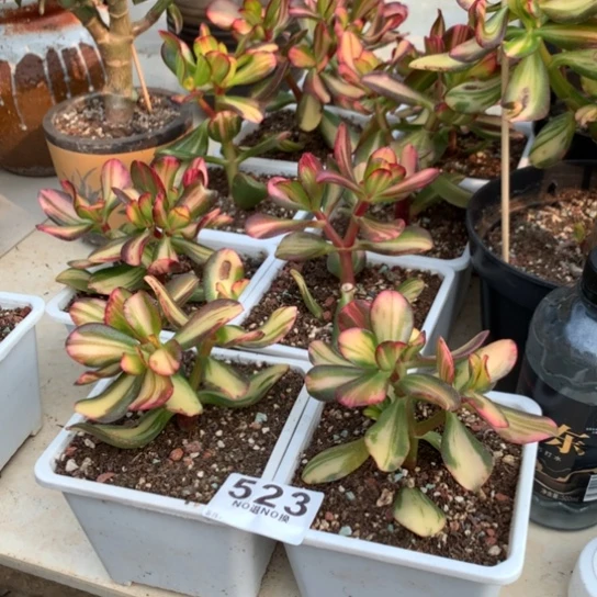 523卷叶脱土发货