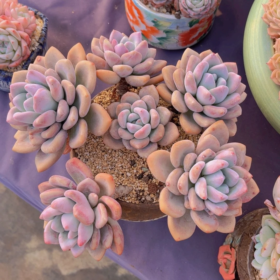 多肉植物多肉植物