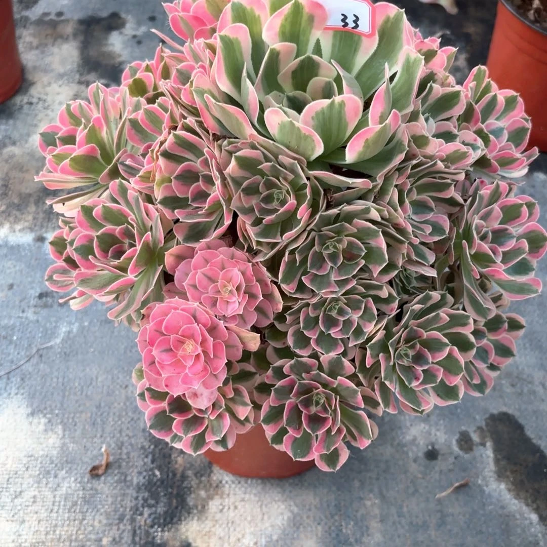 全部花朵龙**舞33布加迪多肉植物