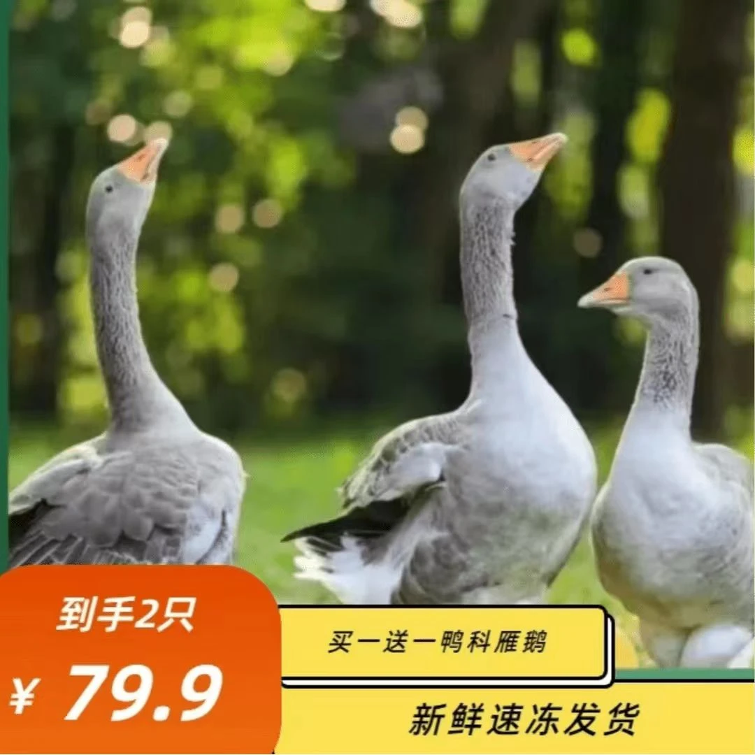 (顺丰)买1送1大雁鹅两只毛重12斤带翅膀内脏除舌头珍宰杀后8-9斤