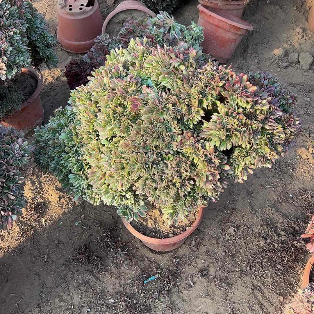 冬**雪女神缀化脱土发货