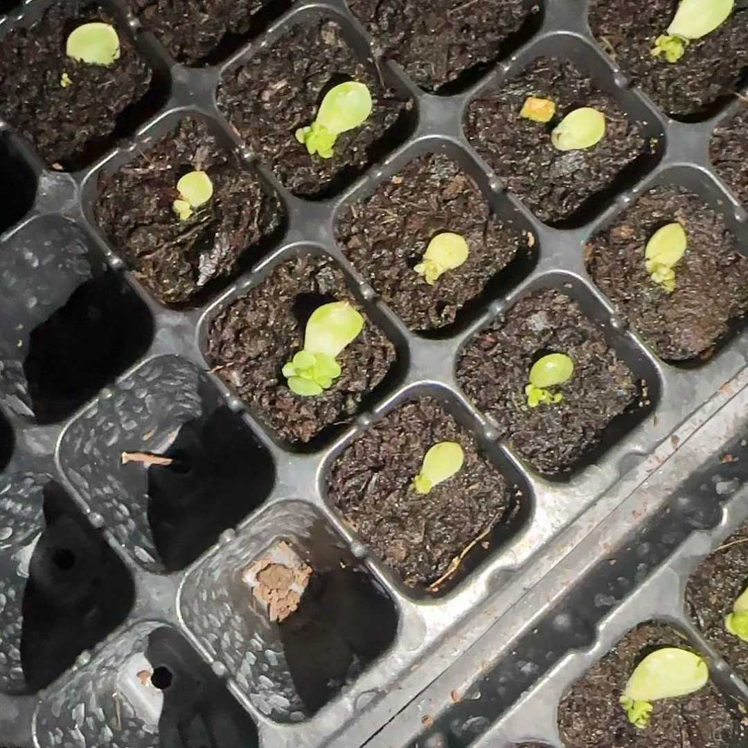 P100甜心芝麻一个满25包邮