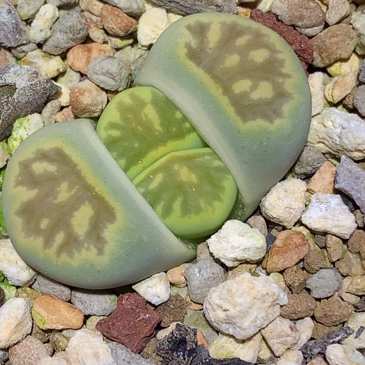 精品多肉植物精品绿菊