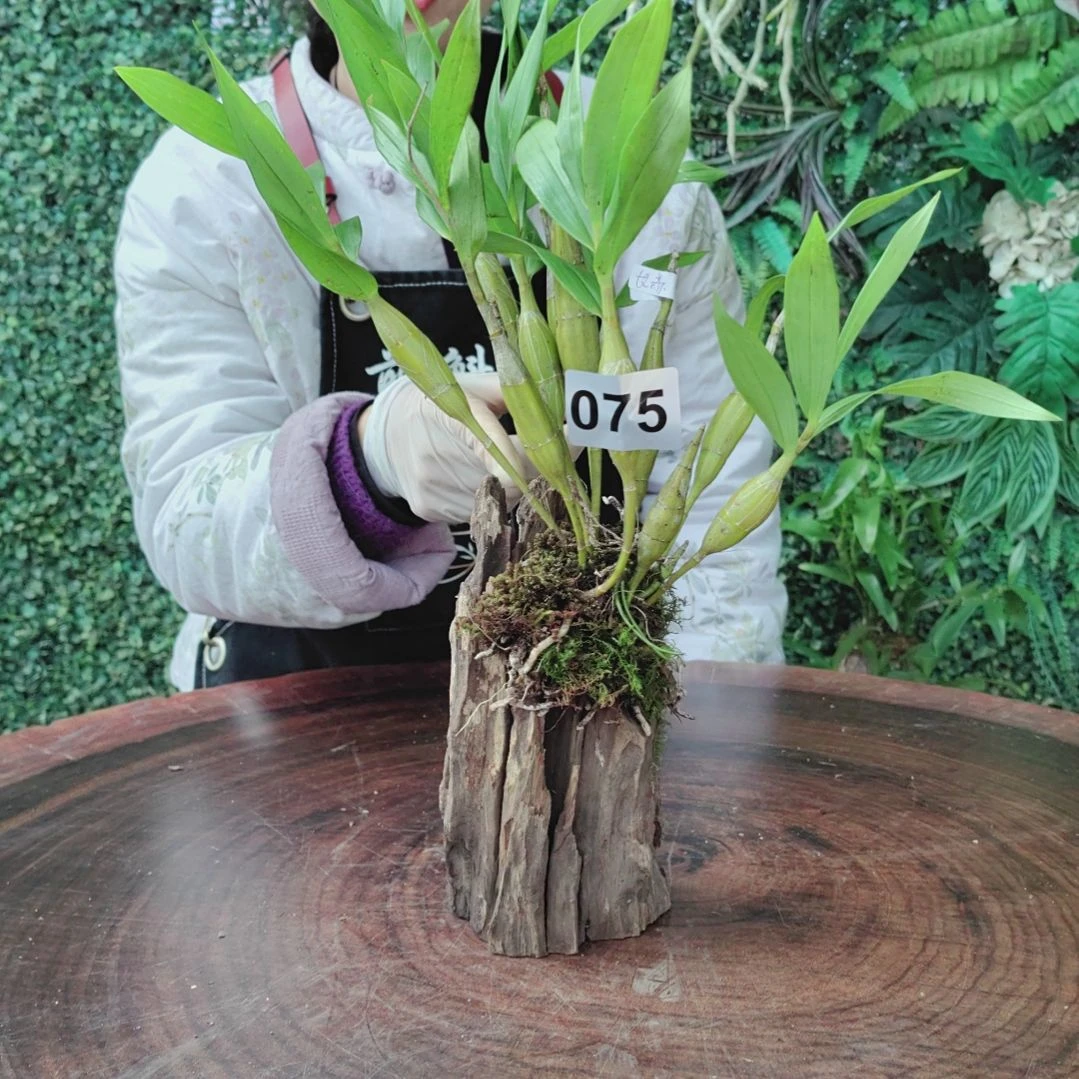 海*囡075长苏石斛花卉植物