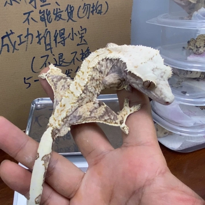 睫角守宫12.4三十一