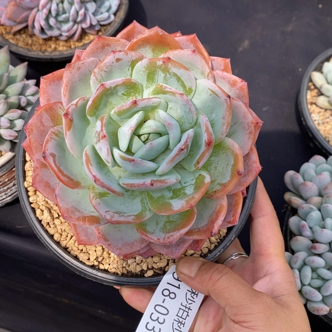勿秒拍秒退 918-033凤橙