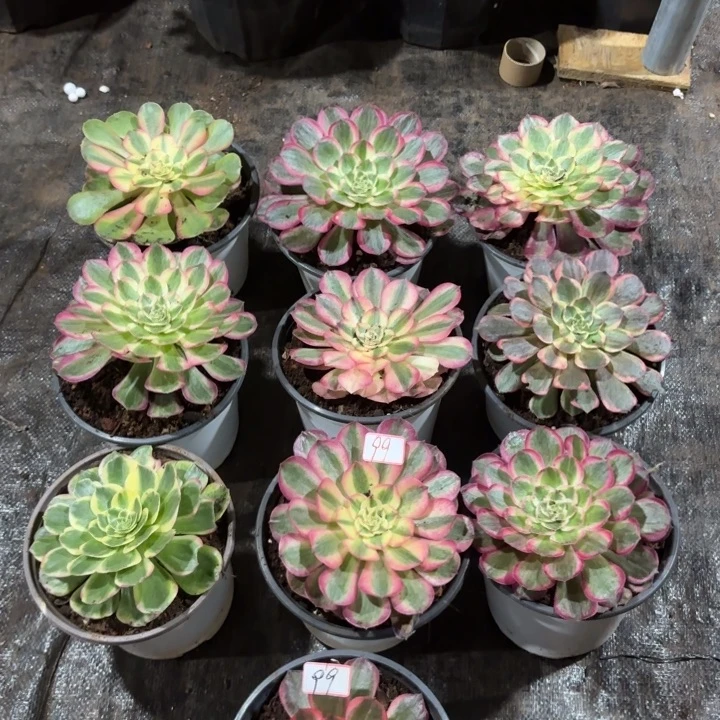 无花朵099特价单头组合无售后