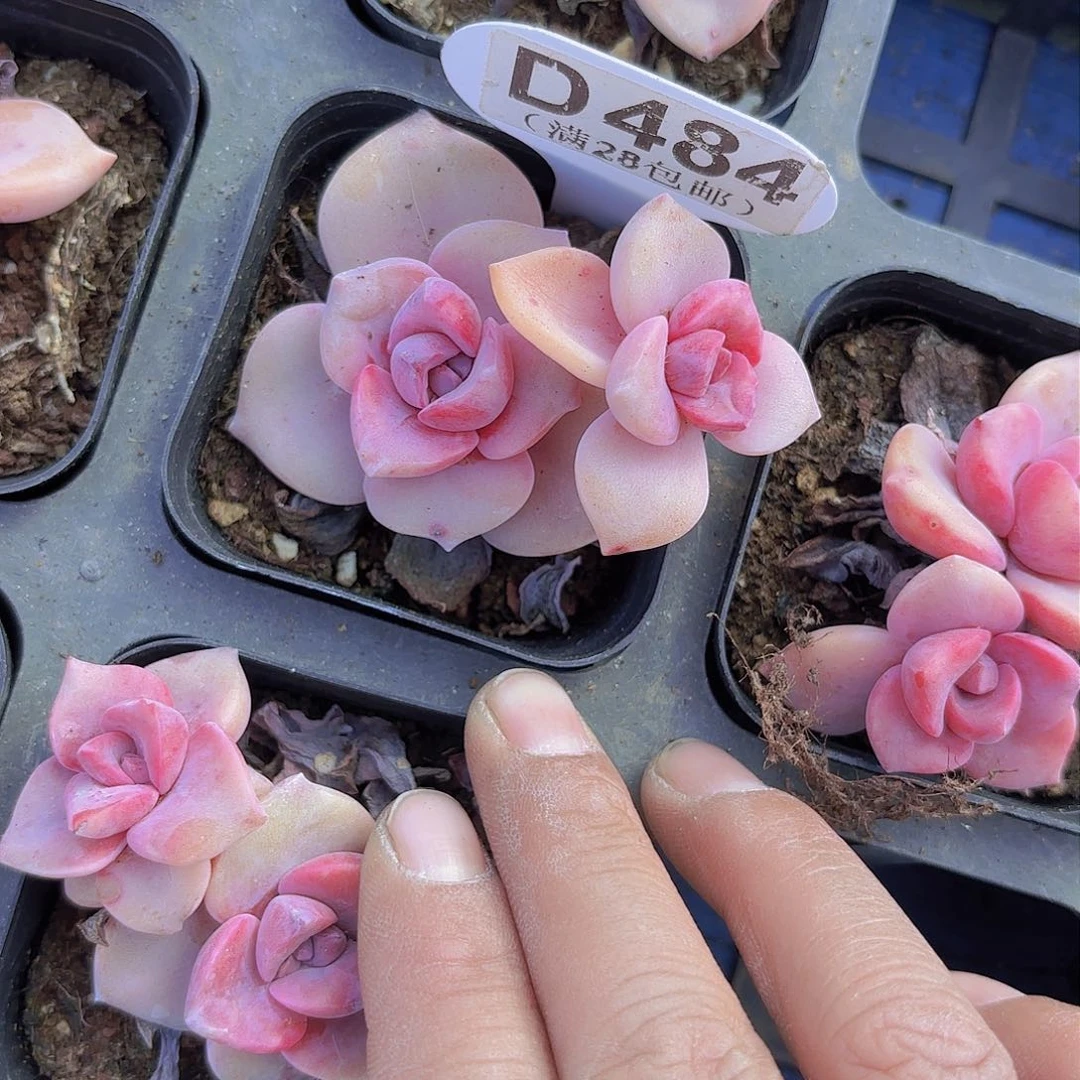 D483彩虹糖一物一拍