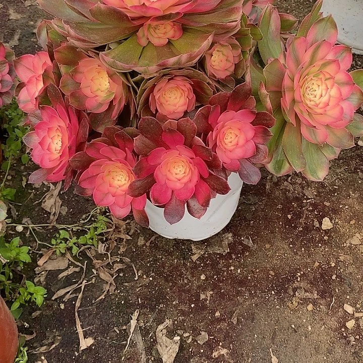 多肉植物荔枝733多肉