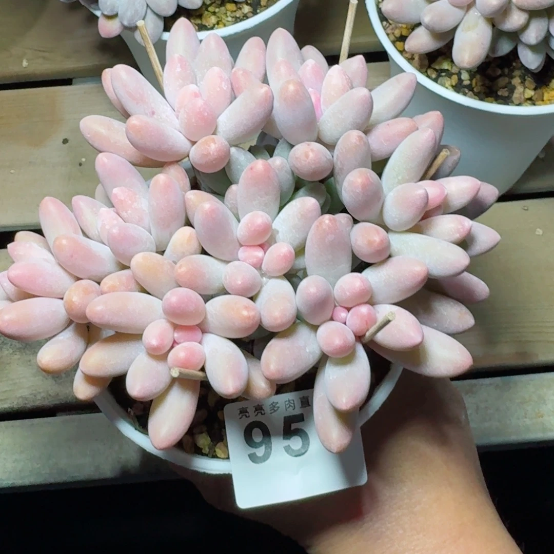 ****的汤圆群生      愿你一路坦途，乘风破浪展宏图