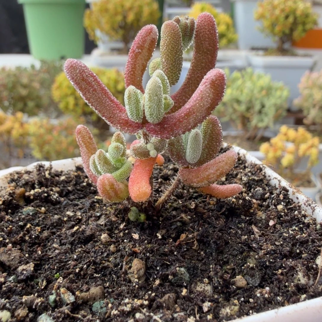 A884紫闪光变异体