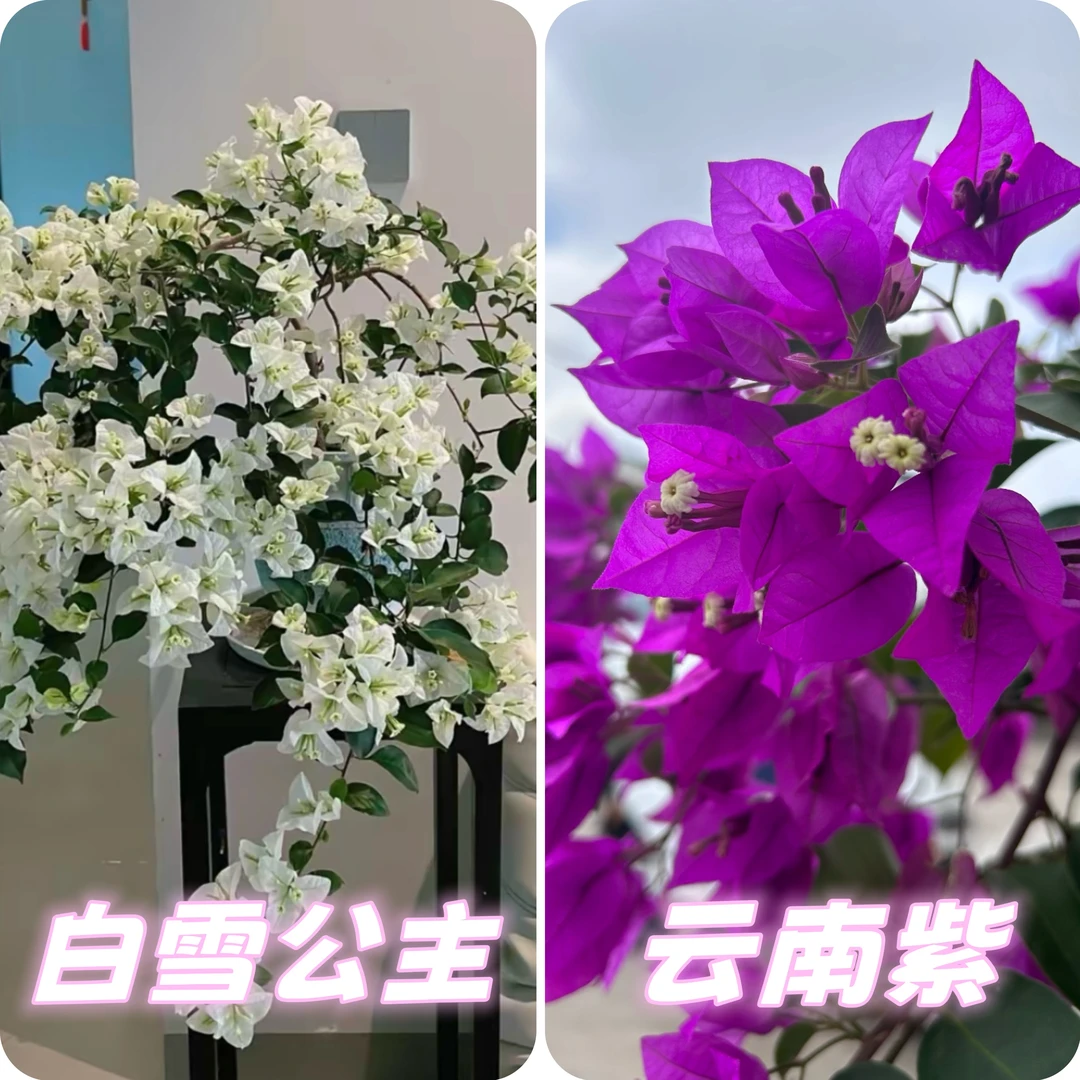 （白雪公主+云南紫）到手2棵 三角梅勤花好养易开花 （不带花不带盆）