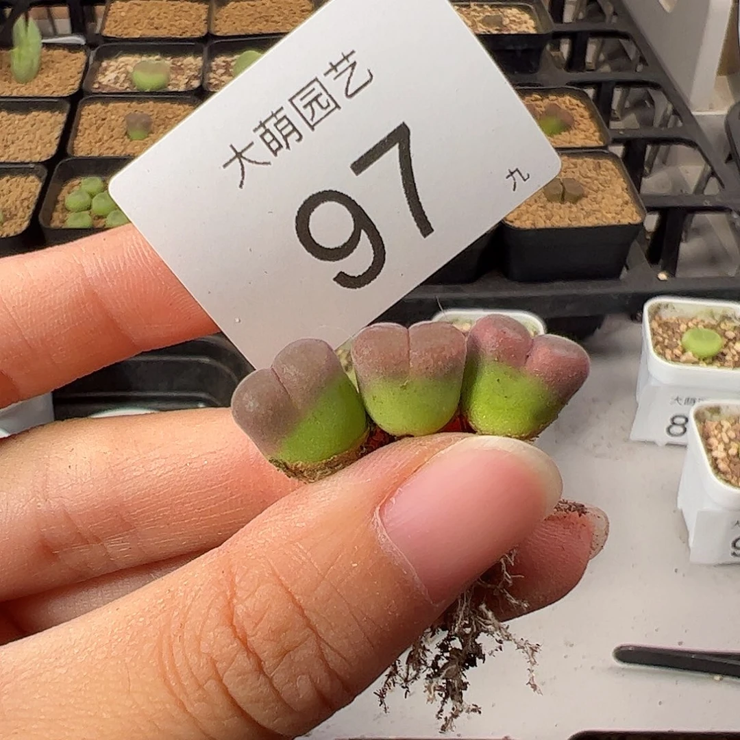 江***）000097 一物一拍。