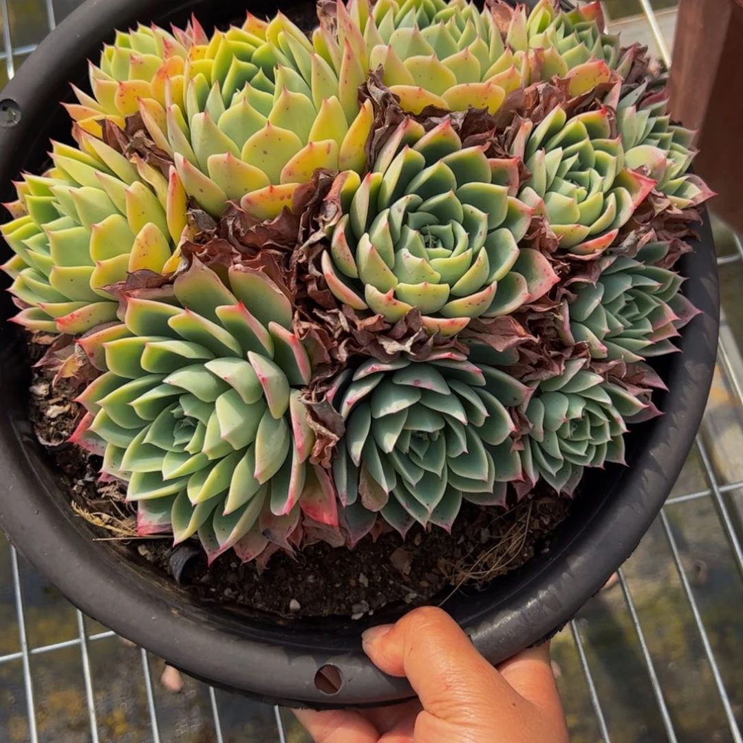 三色瑾多头大盆群