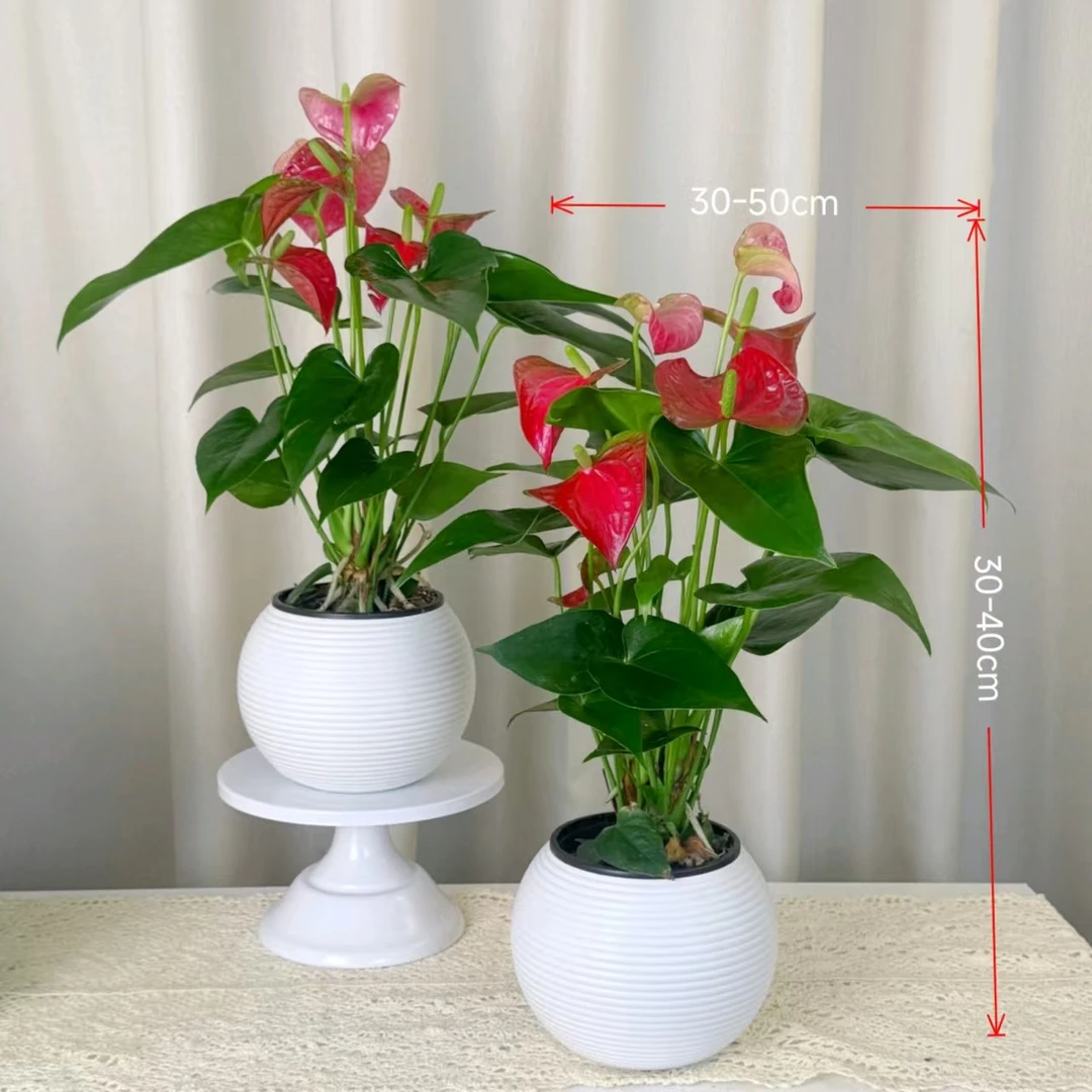 带球盆红掌带花苞3-4花30-40CM净化空气四季开花桌面盆栽