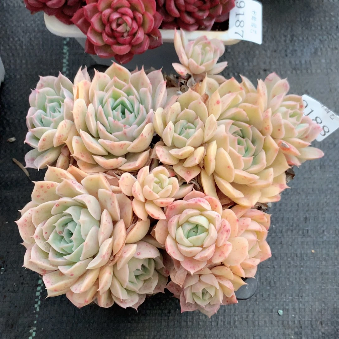 9188杂交多肉植物基地