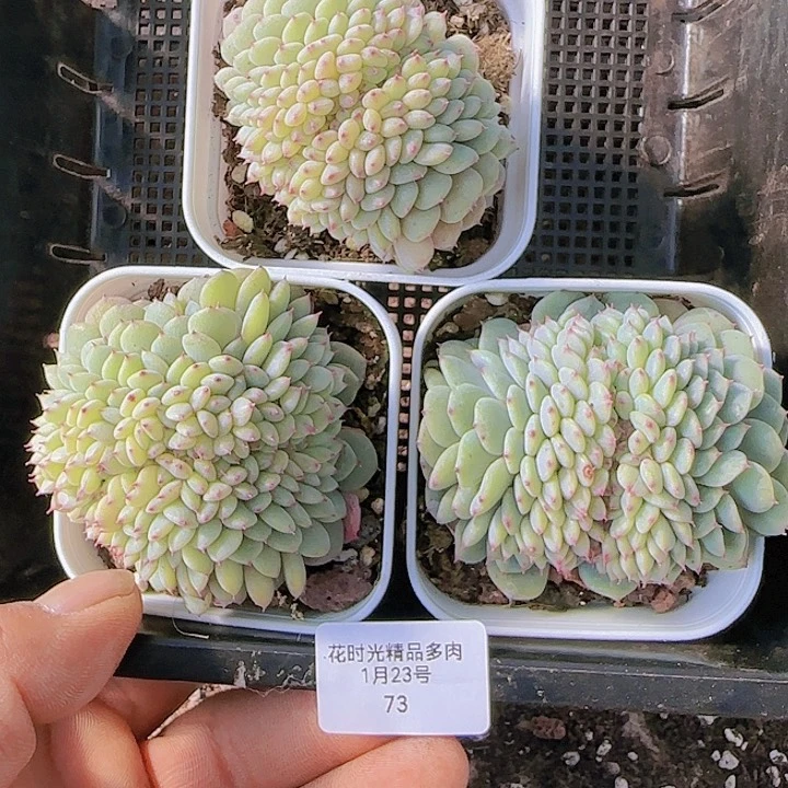 花时光精品多肉73